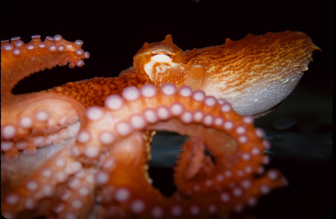 email octopus est une plateforme d'email marketing simple et efficace, idéale pour créer, gérer et envoyer des campagnes d'emails personnalisées à vos abonnés.
