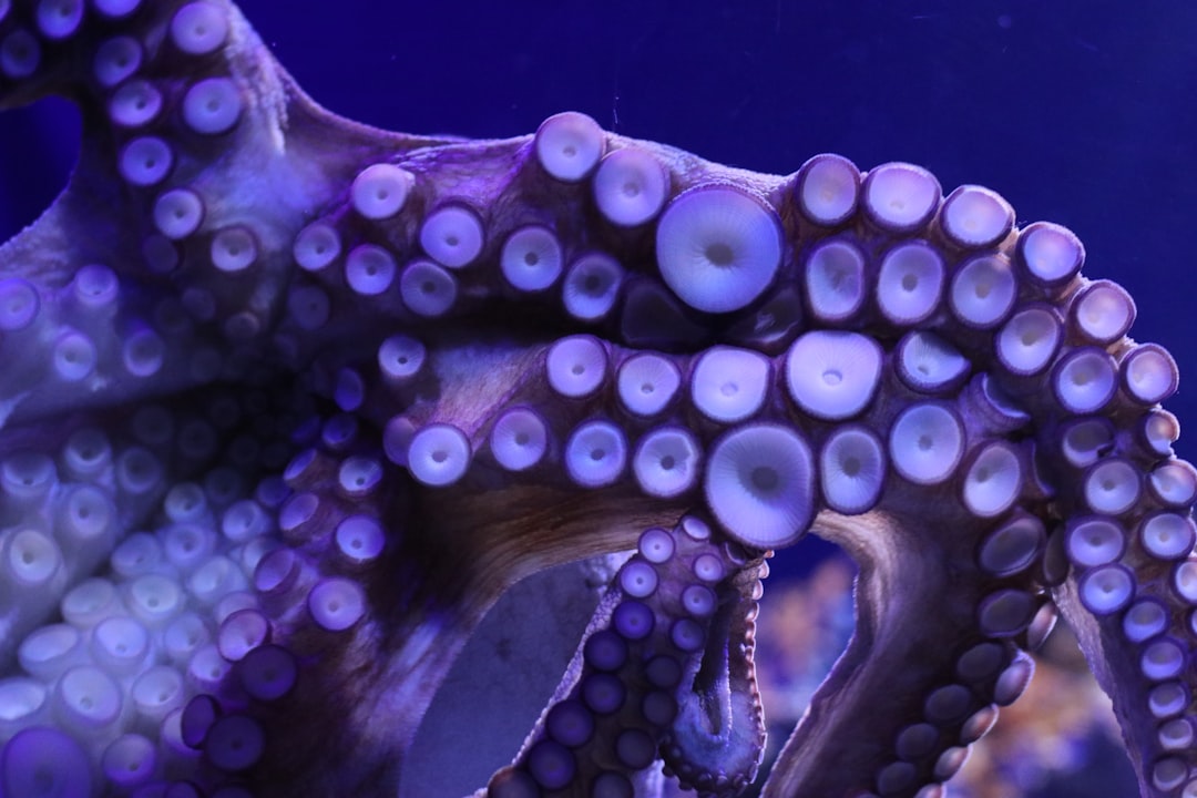 email octopus est une plateforme simple et efficace pour créer, gérer et automatiser vos campagnes d'email marketing à moindre coût.