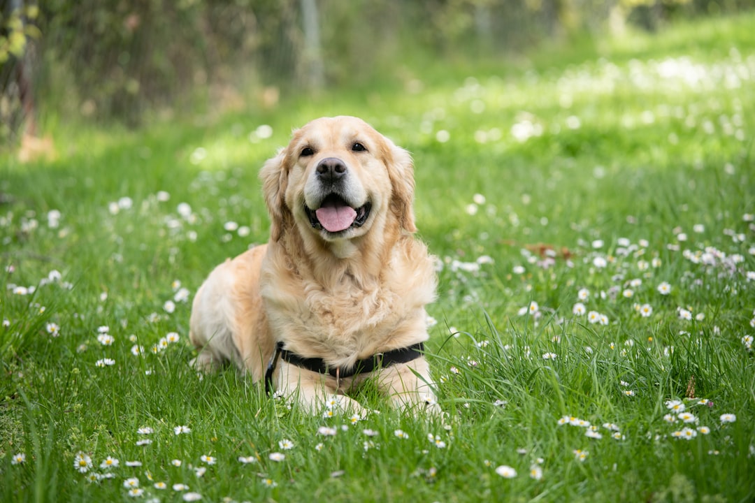 découvrez tout sur les animaux de compagnie : conseils, soins, alimentation et bien-être pour votre pet.