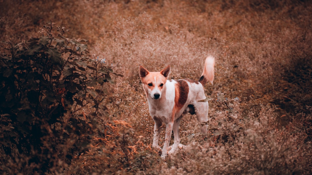 découvrez des images générées par intelligence artificielle mettant en scène des chiens, alliant technologie et créativité pour des visuels uniques.